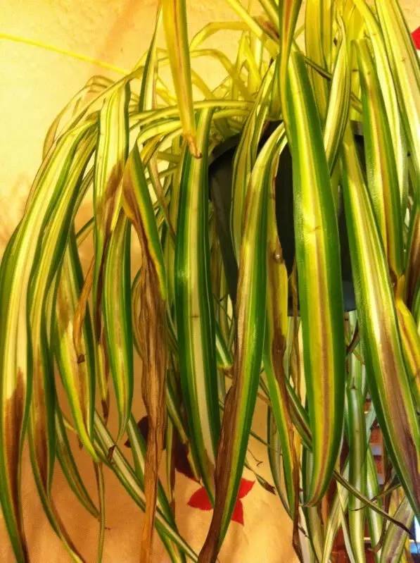 吊兰叶尖干枯怎么处理,金边吊兰叶尖干枯发黄是怎么回事