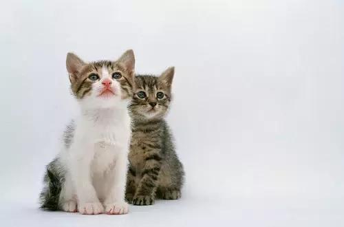 爆笑段子小明滚出去,小明滚出去之大头儿子小头爸爸