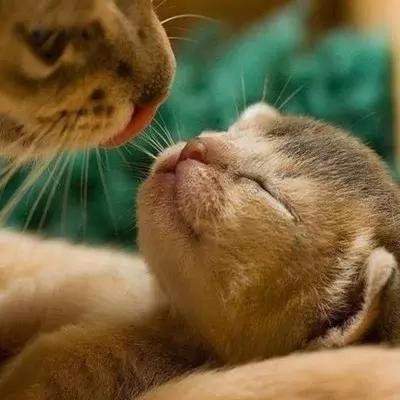 爆笑段子小明滚出去,小明滚出去之大头儿子小头爸爸