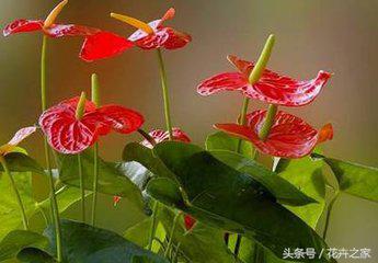 生如夏花之绚烂死如秋叶静美全文,生如夏花之绚烂死如秋叶静美感悟