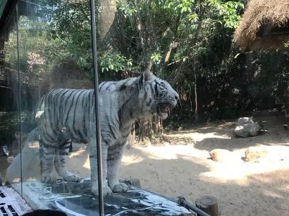 长隆番禺野生动物园攻略,番禺长隆野生动物园门票攻略