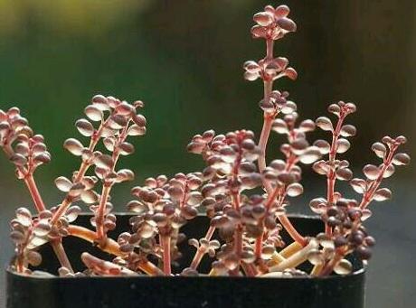 一种国内很少人种养的多肉植物，特别爱喝水，可以半水生