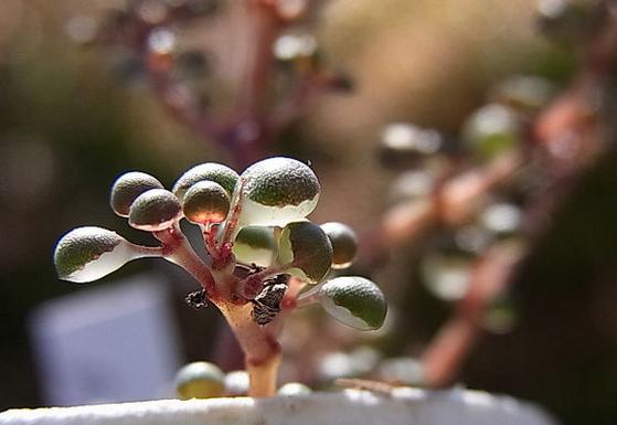 一种国内很少人种养的多肉植物，特别爱喝水，可以半水生