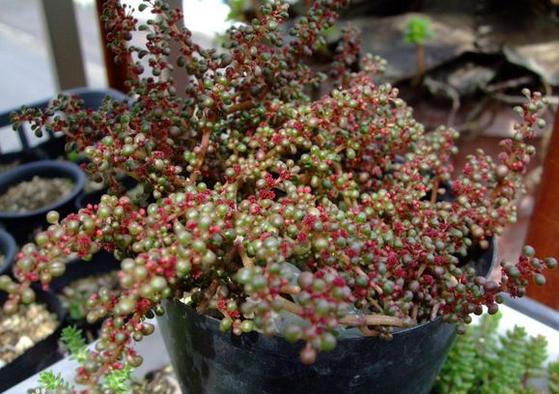 一种国内很少人种养的多肉植物，特别爱喝水，可以半水生