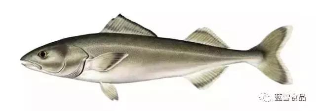 黑鳕鱼的样子图片,黑鳕鱼肉质硬的还是软的