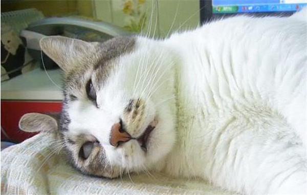 白癜风没必要治疗？你肯定不知道这些！