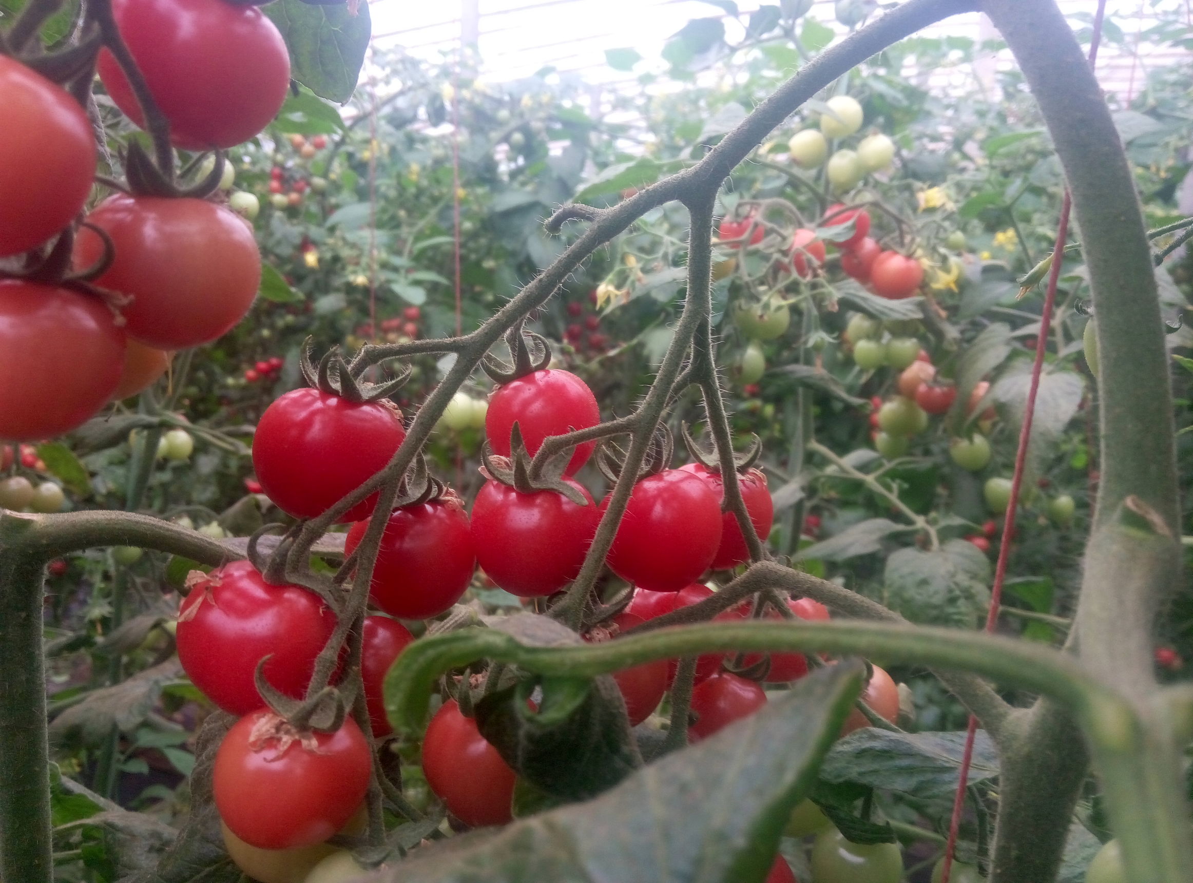 你吃到了哪些假瓜,真正千禧圣女果