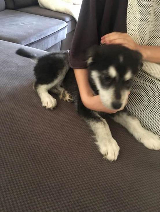 宠主到处炫耀两百块买了条哈士奇，网友看完：中华田园哈，没毛病