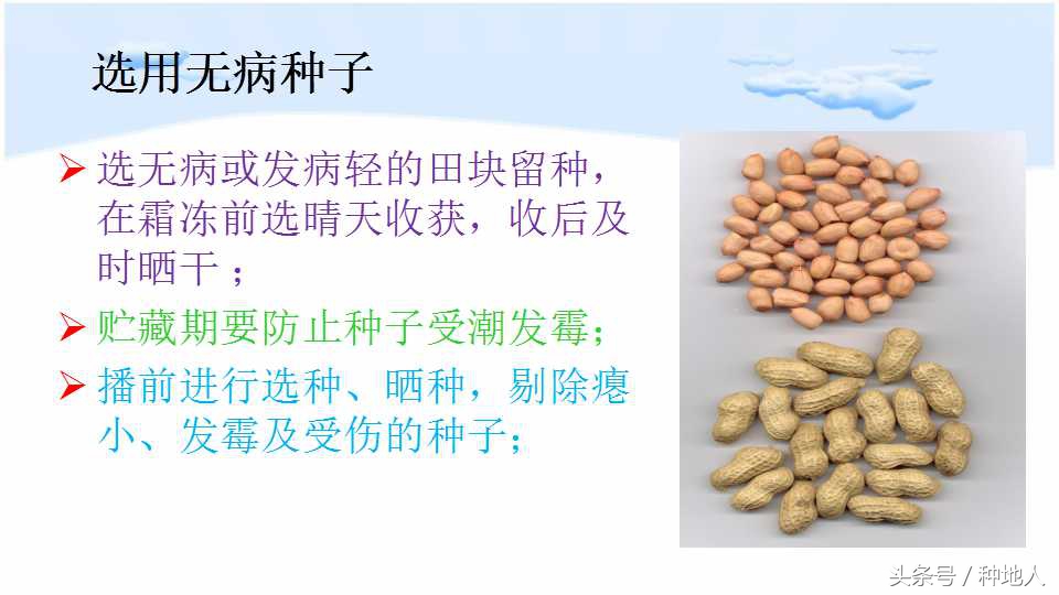 已经开始种花生了怎么种,马上要种花生了