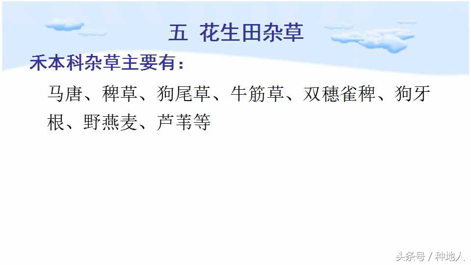已经开始种花生了怎么种,马上要种花生了