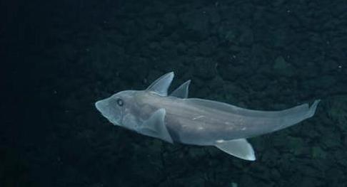 世界上有没有长相奇怪的鲨鱼,所有怪异鲨鱼的视频