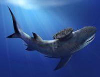 世界上有没有长相奇怪的鲨鱼,所有怪异鲨鱼的视频