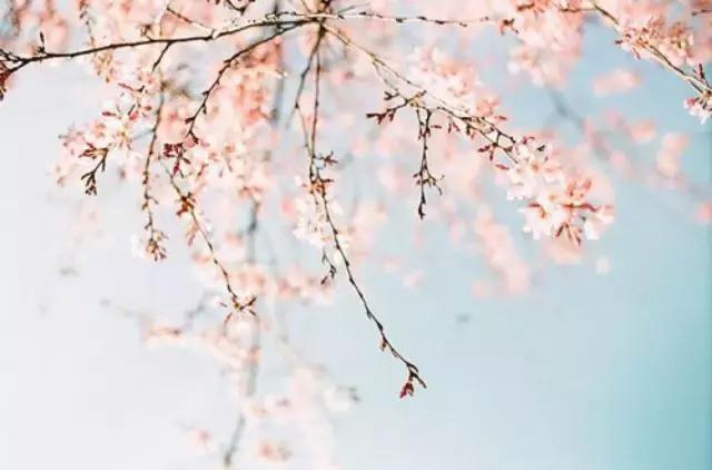 西施舌怎么挑,什么是西施舌