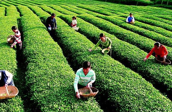 一家茶叶加盟店要投资多少钱,一家小型茶叶店要投资多少