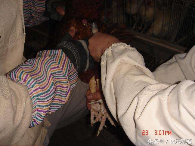 鸡人工授精养殖方法,养鸡技术孵化小鸡