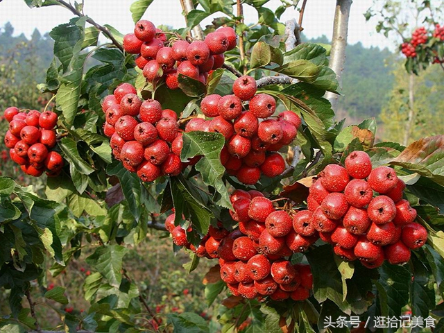 吃完重庆火锅胃出现灼烧感,吃完重庆火锅胃辣的难受用什么药