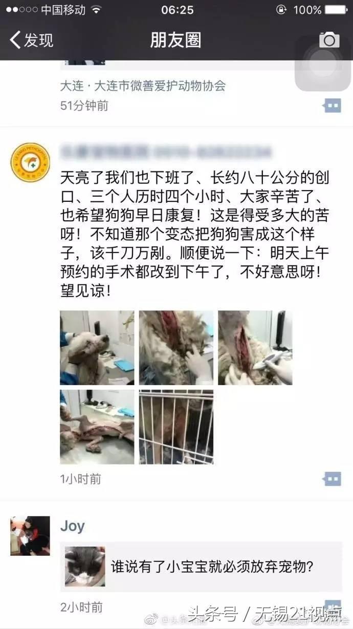 被打伤的萨摩耶,萨摩耶被剪伤了