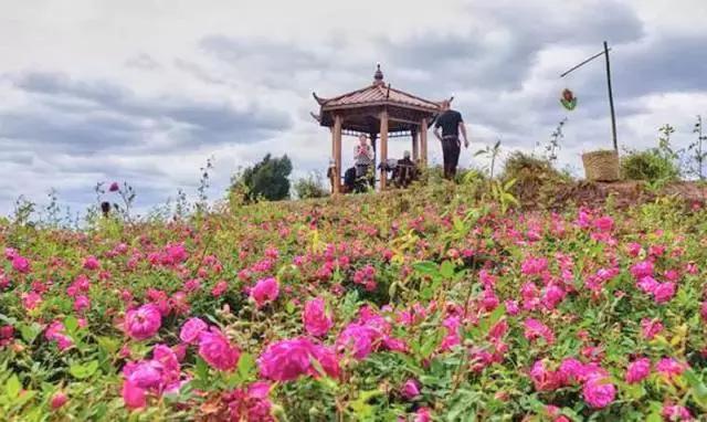 成都周边玫瑰景点推荐一下,成都玫瑰花海一日游