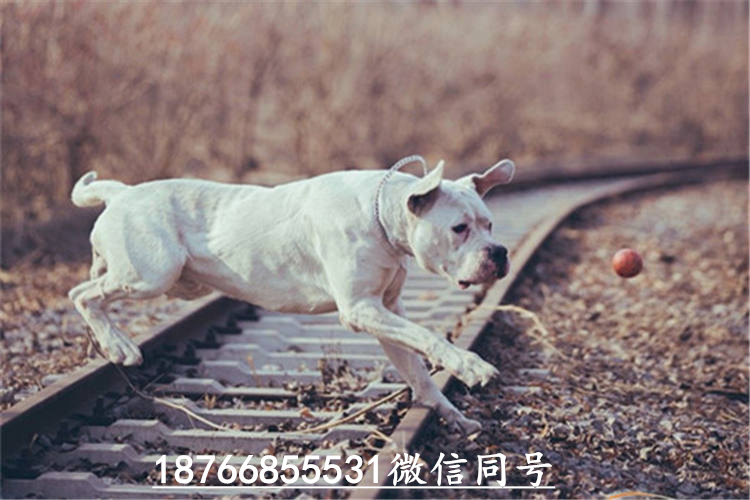 比特杜高犬抓野猪图片,杜高犬狩猎大型野兽