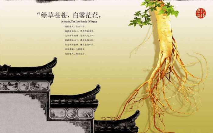 人参西洋参配伍禁忌,西洋参与人参的禁忌