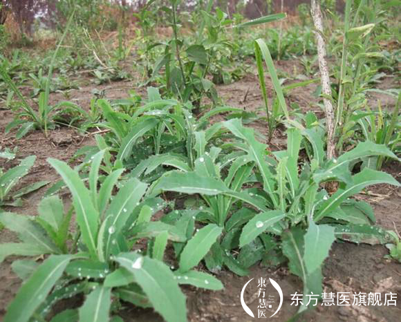 也许你见过，但是你未必能叫出来的野菜，药用价值相当的高