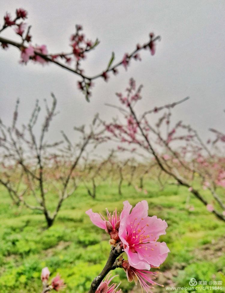 爱到尽头：本想送君一部红楼