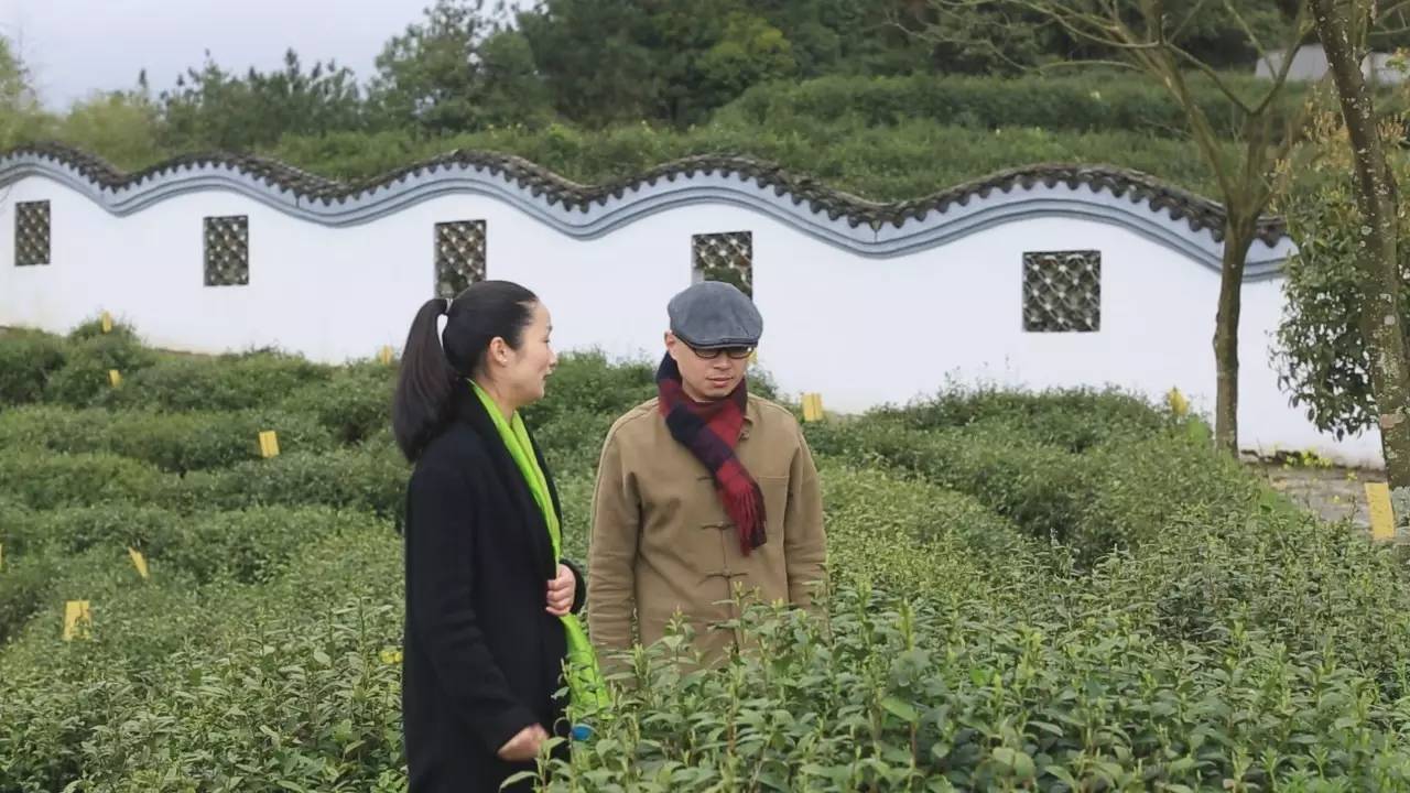 曾经的皇家贡茶,丽水龙泉贡茶