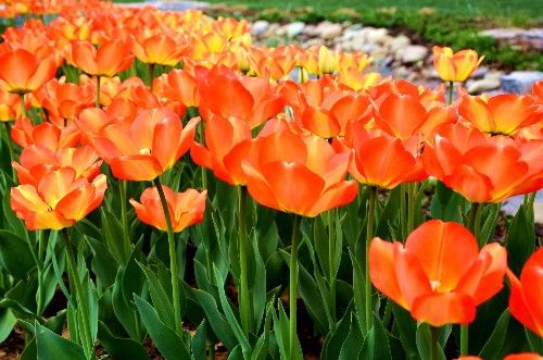 不同颜色的郁金香有着不同的寓意,郁金香的花色寓意是永恒的爱