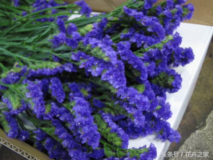 生如夏花之绚烂死如秋叶静美全文,生如夏花之绚烂死如秋叶静美感悟