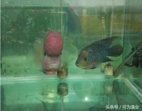 罗汉鱼人工繁育技术,罗汉鱼的繁殖技术视频