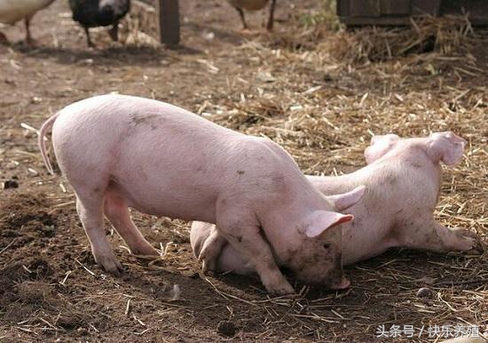 如何解决猪不爱吃食,育肥猪消化不良最快解决方法