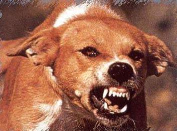 历史上的瘟疫传染病,历史上疫情持续时间最长的瘟疫