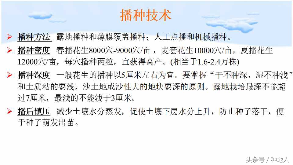 已经开始种花生了怎么种,马上要种花生了