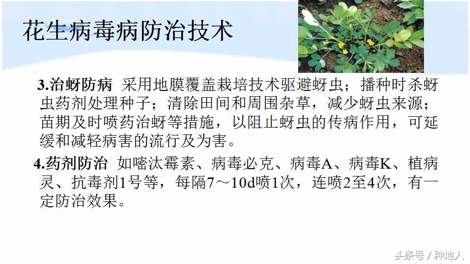 已经开始种花生了怎么种,马上要种花生了