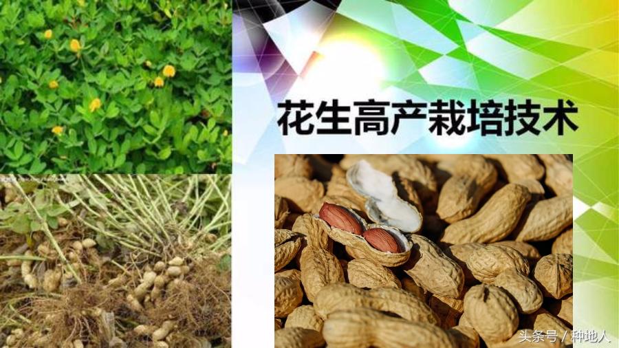 已经开始种花生了怎么种,马上要种花生了