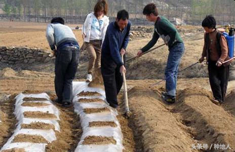 已经开始种花生了怎么种,马上要种花生了