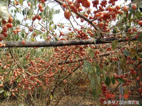 安徽羊奶果种植基地,优质羊奶果种植基地