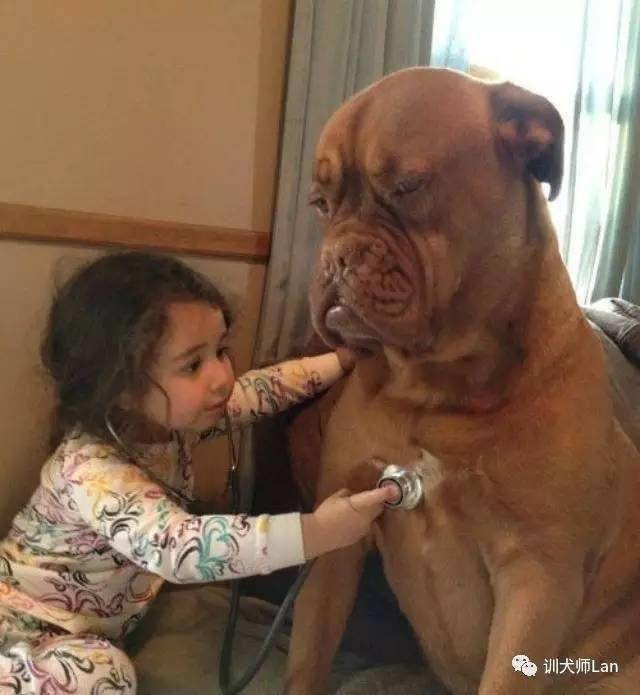 见到主人就怂的狗,见到宠物狗怎么办