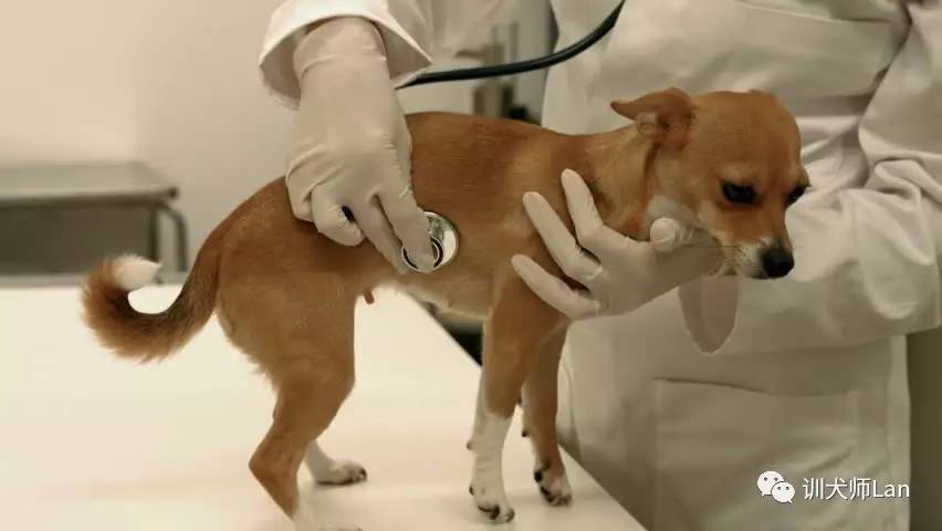 见到主人就怂的狗,见到宠物狗怎么办