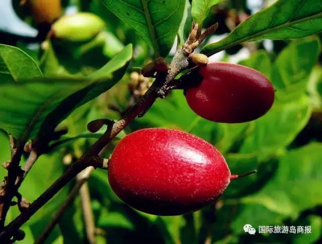 海南你没见过的水果,海南你没有见过的水果