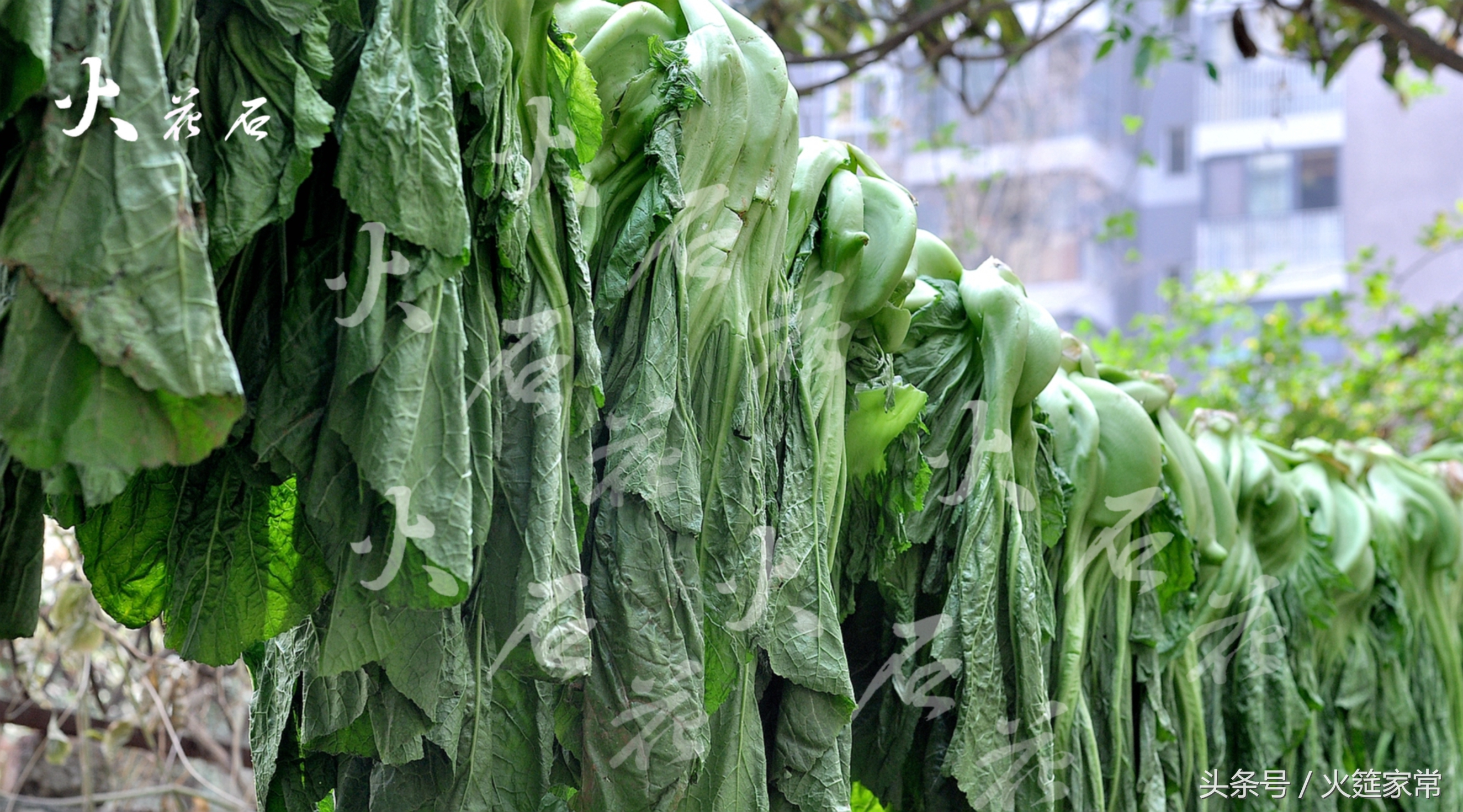 泡青菜做酸菜鱼味道美滋滋的,酸菜鱼好吃的关键在于这个辣椒水