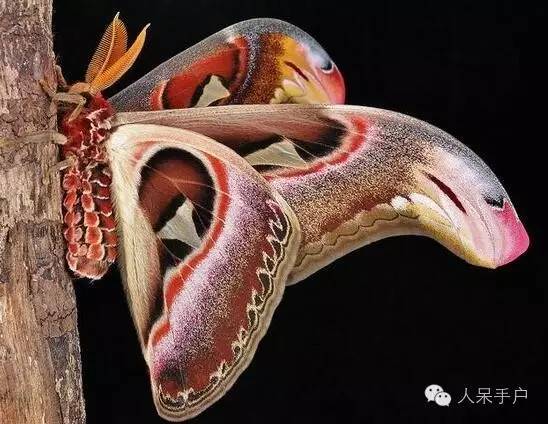 蛾，蛾，蛾~最大、最美、最奇葩，展翅向天歌