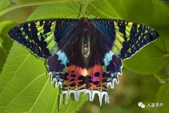 蛾，蛾，蛾~最大、最美、最奇葩，展翅向天歌