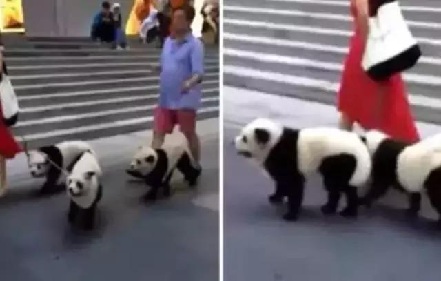 荷兰迎接中国大熊猫,大熊猫在国外有警车开道