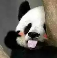 荷兰迎接中国大熊猫,大熊猫在国外有警车开道