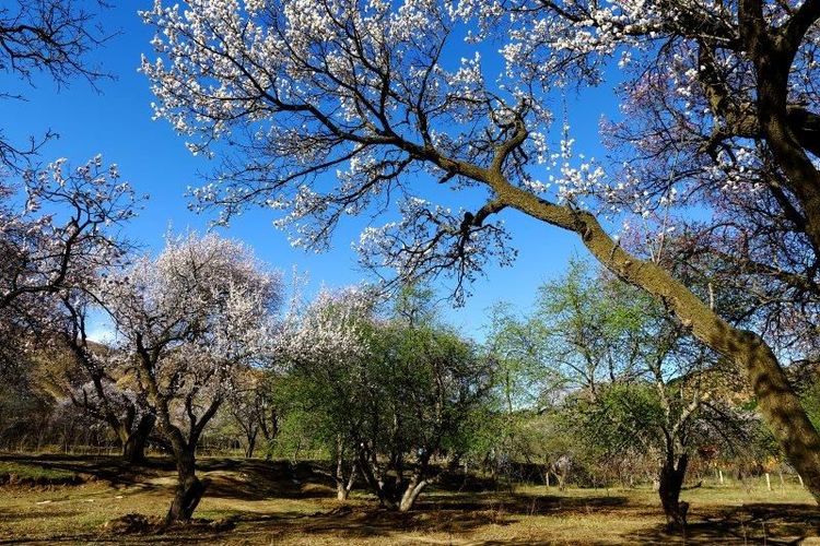 没有“十里桃花”？不要紧！乌素图“十里杏花”等着你！