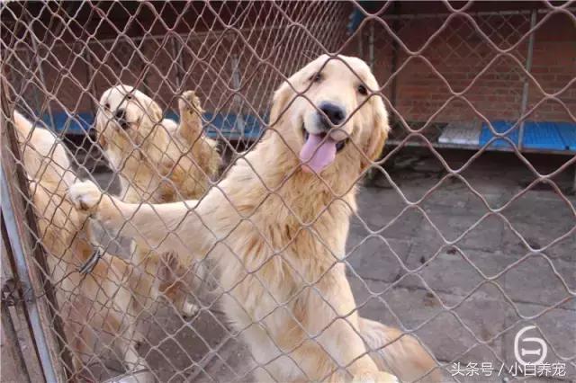 狗贩子VS繁育者，买狗狗究竟该找谁？