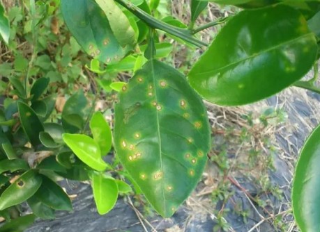 沃柑溃疡病的防治技巧,沃柑溃疡病的最佳防治方案