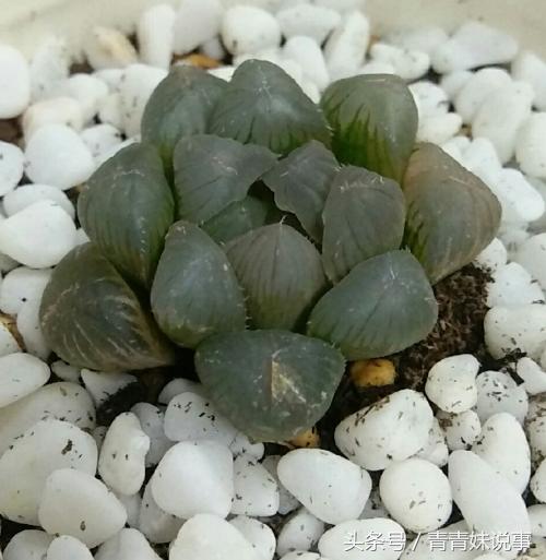 姬玉露变黄枯萎了怎么办,姬玉露变红怎么治疗