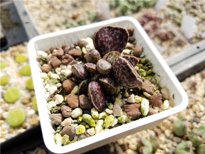 多肉植物吐槽,对多肉植物的调侃朋友圈